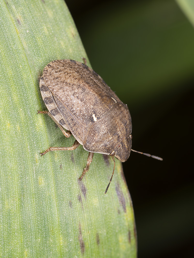 Eurygaster maura?